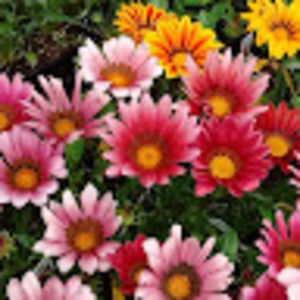 Meet your Posher, Leslie